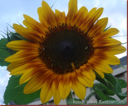 Evening sun sunflower (8)