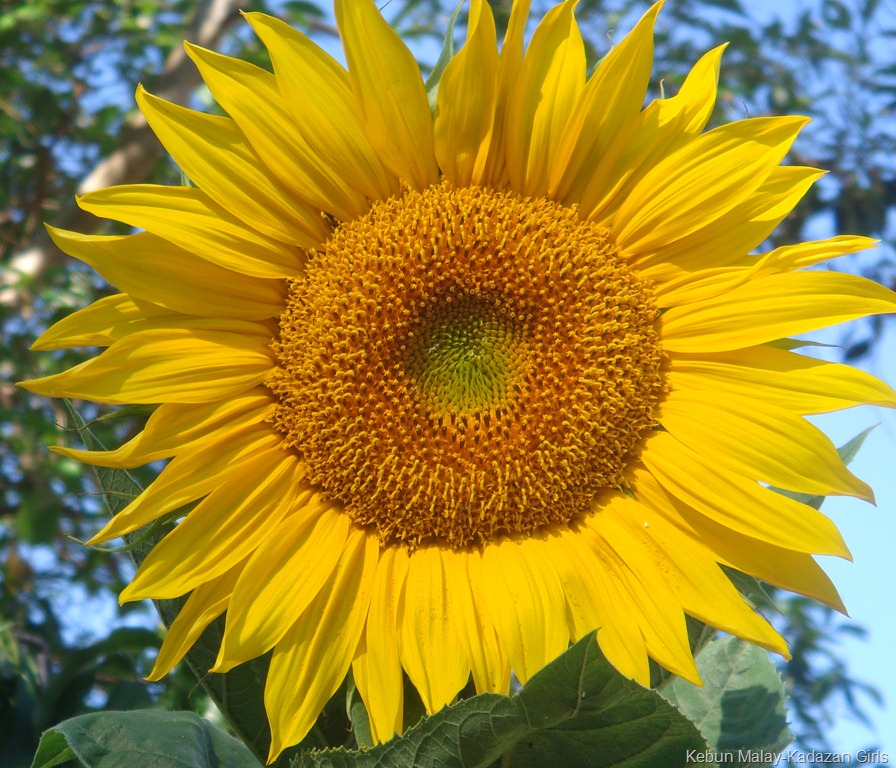 [Sunflower-mamoth-19.jpg]