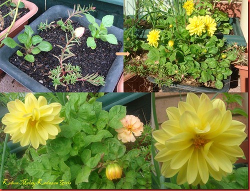 Yellow Cinderella Dahlia