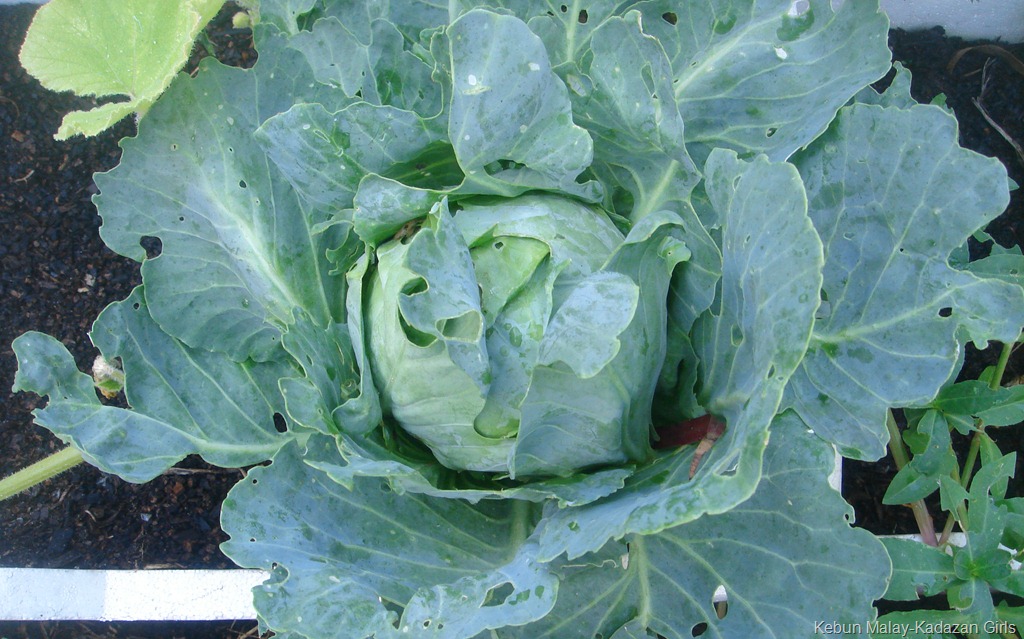 [Earliball cabbage (2)[11].jpg]