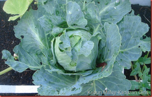 Earliball cabbage (2) Earliball cabbage (2)
