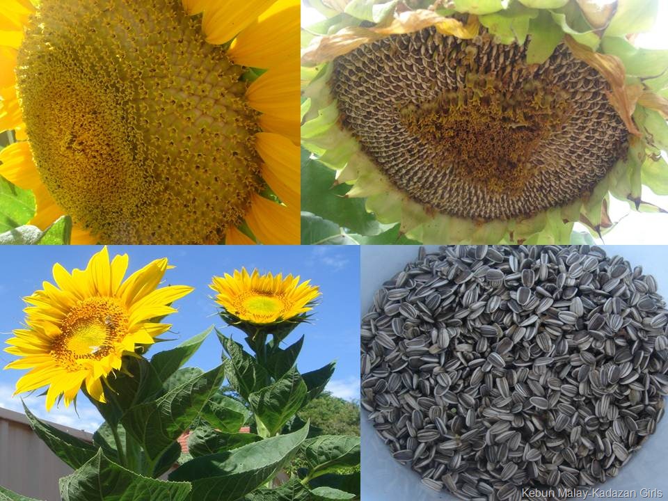 [Mammoth Sunflower[6].jpg]
