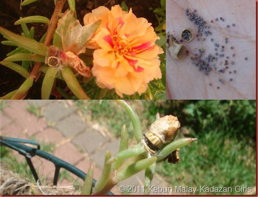 Sundial portulaca seed Sundial portulaca seed