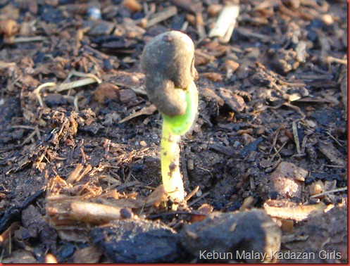 Okra clemson