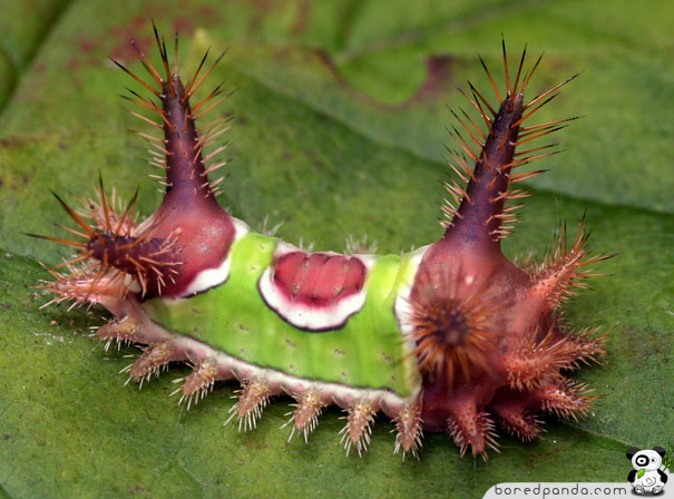 22 Weird and Beautiful Caterpillars | Bored Panda