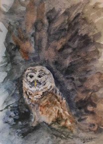 Barred Owl Observing <br/> matted, 9”x12”, $145.00, original artwork by Diane Gibbons