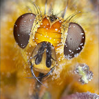 Macro