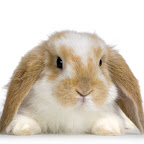 Bunnies