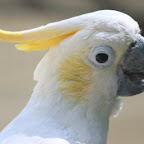 Cacatua Sulphurea