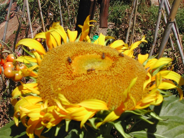 [Sunflower - giant russian - open head[2].jpg]