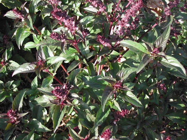 [Basil - purple flower and green leaves[2].jpg]