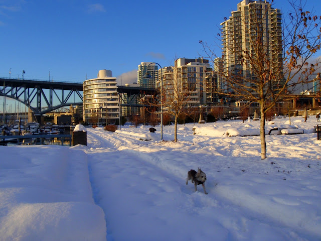 Brubin running, False Creek, Vancouver Christmas Day