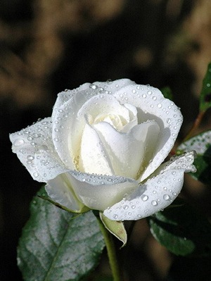 WHITE ROSE