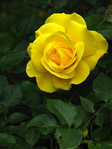 [YELLOW ROSE[5].jpg]