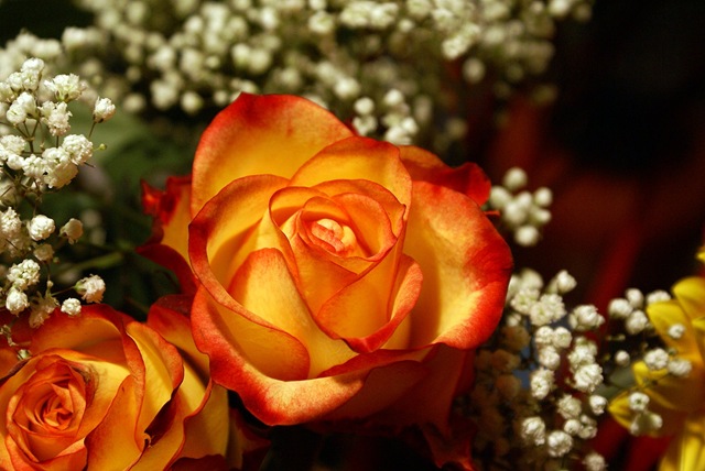 [yellow-orange-roses-macro[5].jpg]