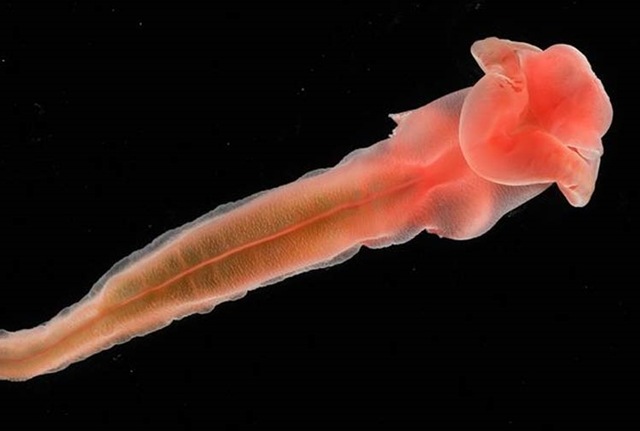 [deep sea worm[5].jpg]