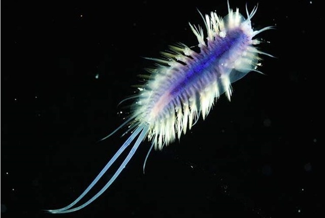 [deep sea scale worm[5].jpg]