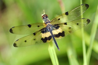 dragonflies_04