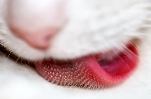 [cat tongue[5].jpg]