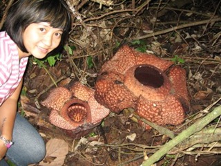 rafflesia