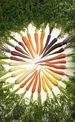 [carrots[5].jpg]