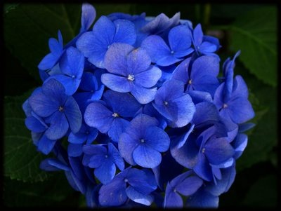 [hortensia bleue[5].jpg]