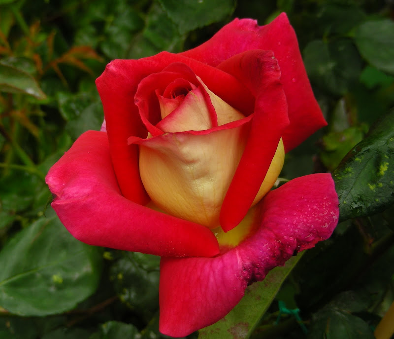 Rare Rose Auction by California Coastal Rose Society