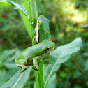 American green tree frog