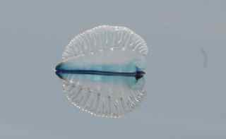 Jellyfish with sails.jpg