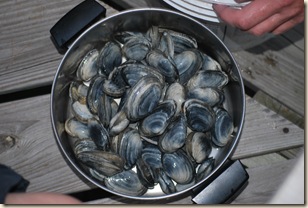 cleaned up clams