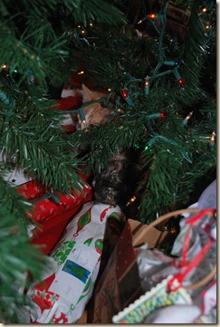 sweet kitties under the tree