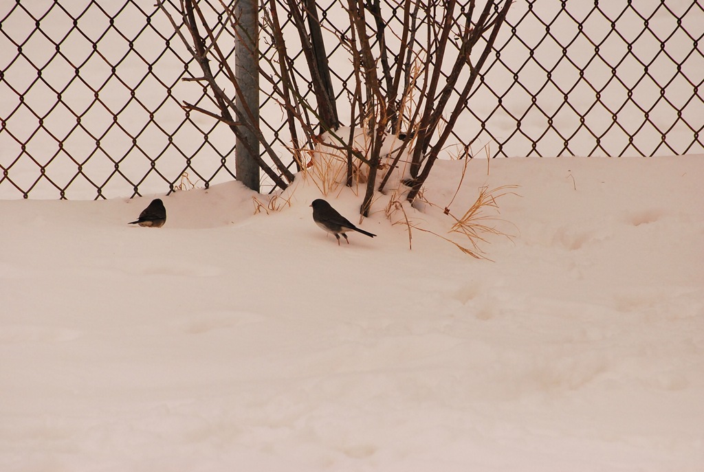 [birds in the snow[4].jpg]