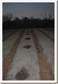 Berry Lane