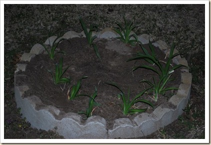 transplanted day lilies