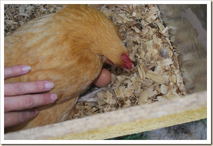 sitting on an egg