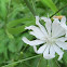 White chicory 
