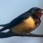 Barn Swallow