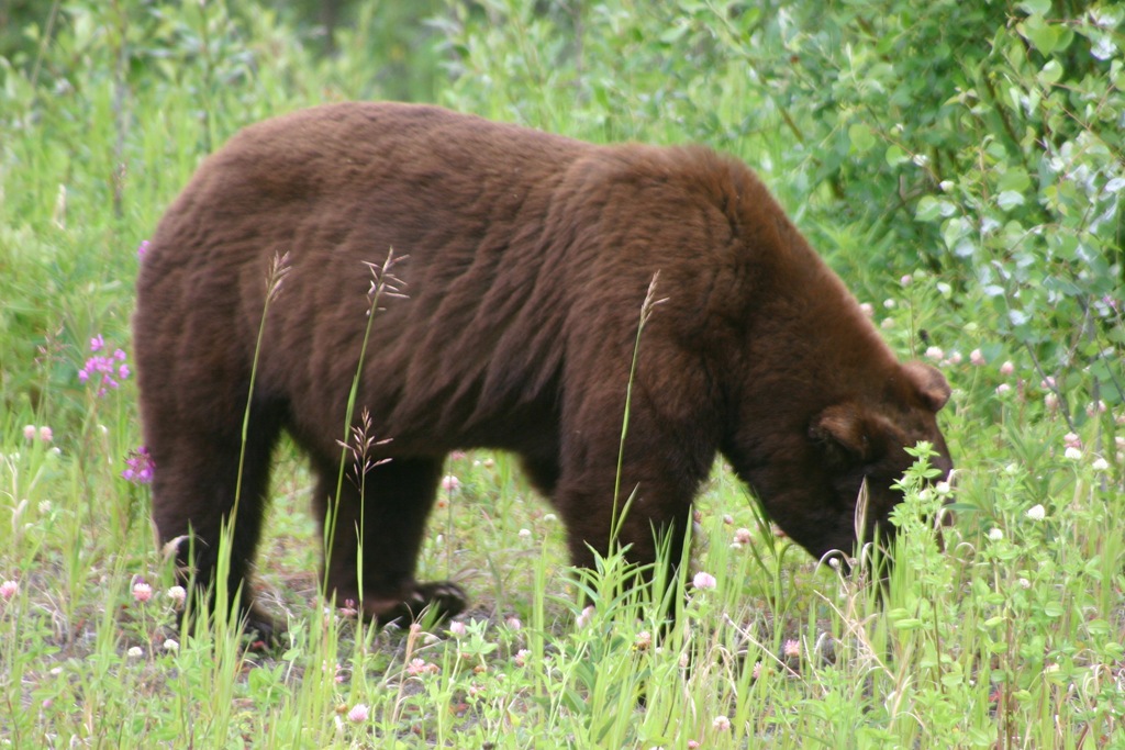 [AK09 Leg 13, Liard Hot Springs to Watson Lake, YT 006[5].jpg]