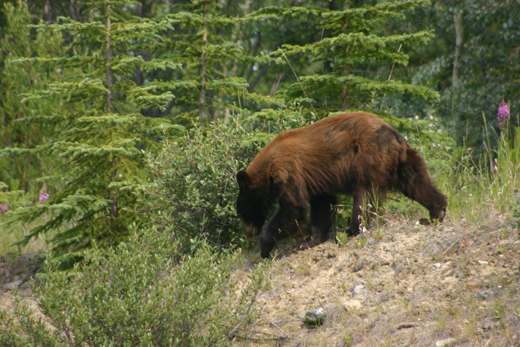 [AK09, Leg 14, Watson Lake to Whitehorse, 2 013[4].jpg]