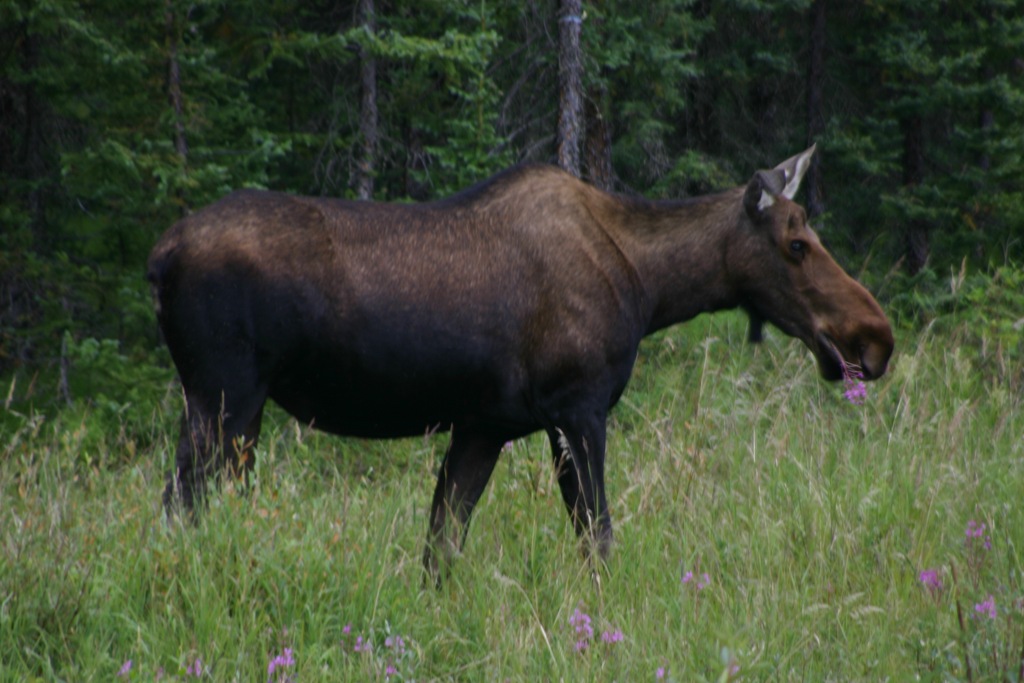 [AK09 Leg 18, Tok to Fairbanks 012[4].jpg]