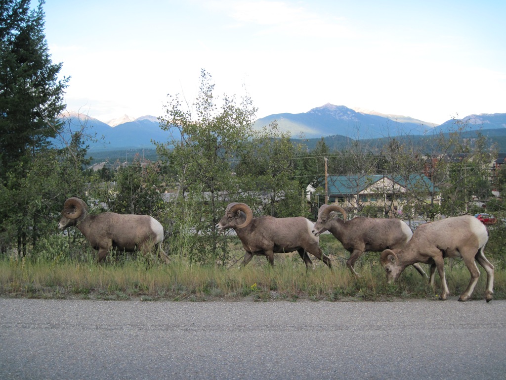 [AK09 Leg 35, Radium Hot Springs to Hungry Horse 010[5].jpg]