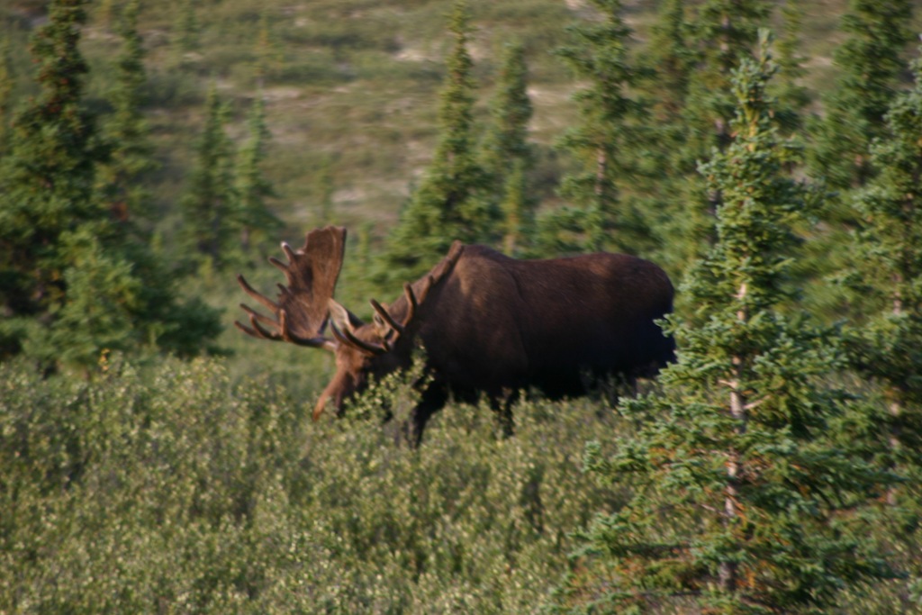 [AK09 Leg 19, Fairbanks to Denali, 3 002[4].jpg]