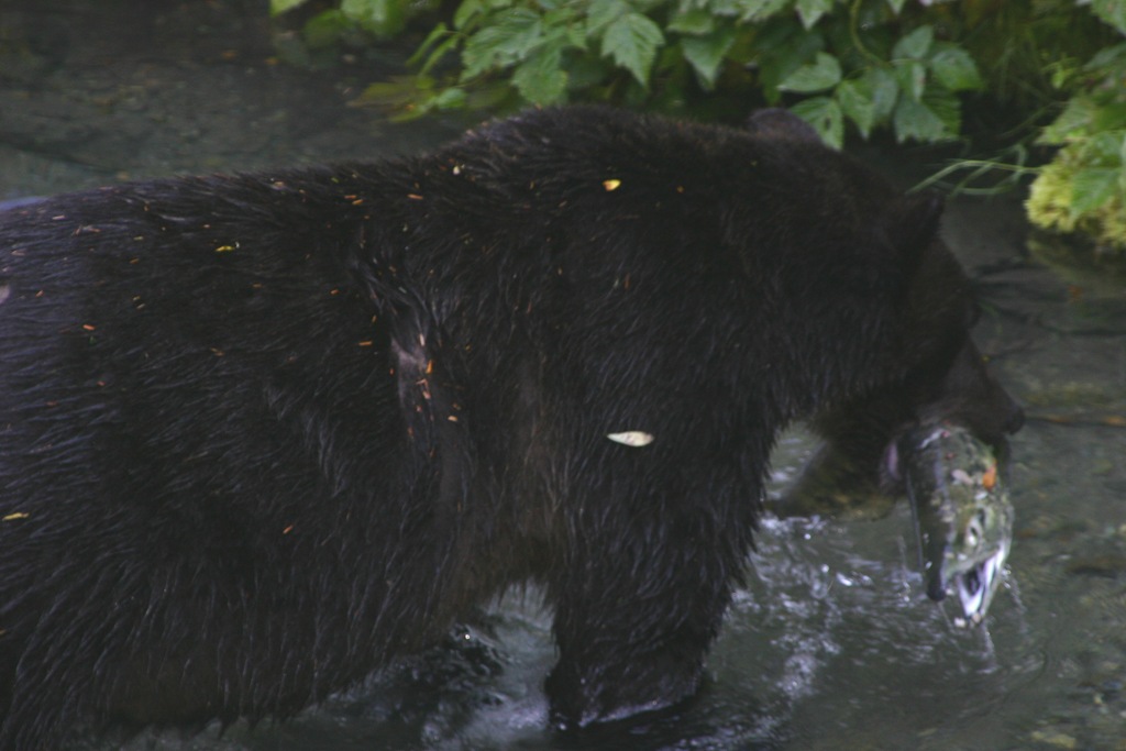 [AK09 Leg 31, Iskut to Stewart and Hyder, 3 008[8].jpg]