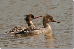 merganser4