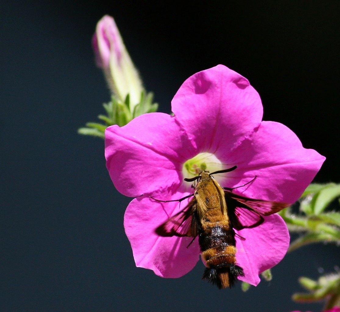 [hummingbird moth[4].jpg]