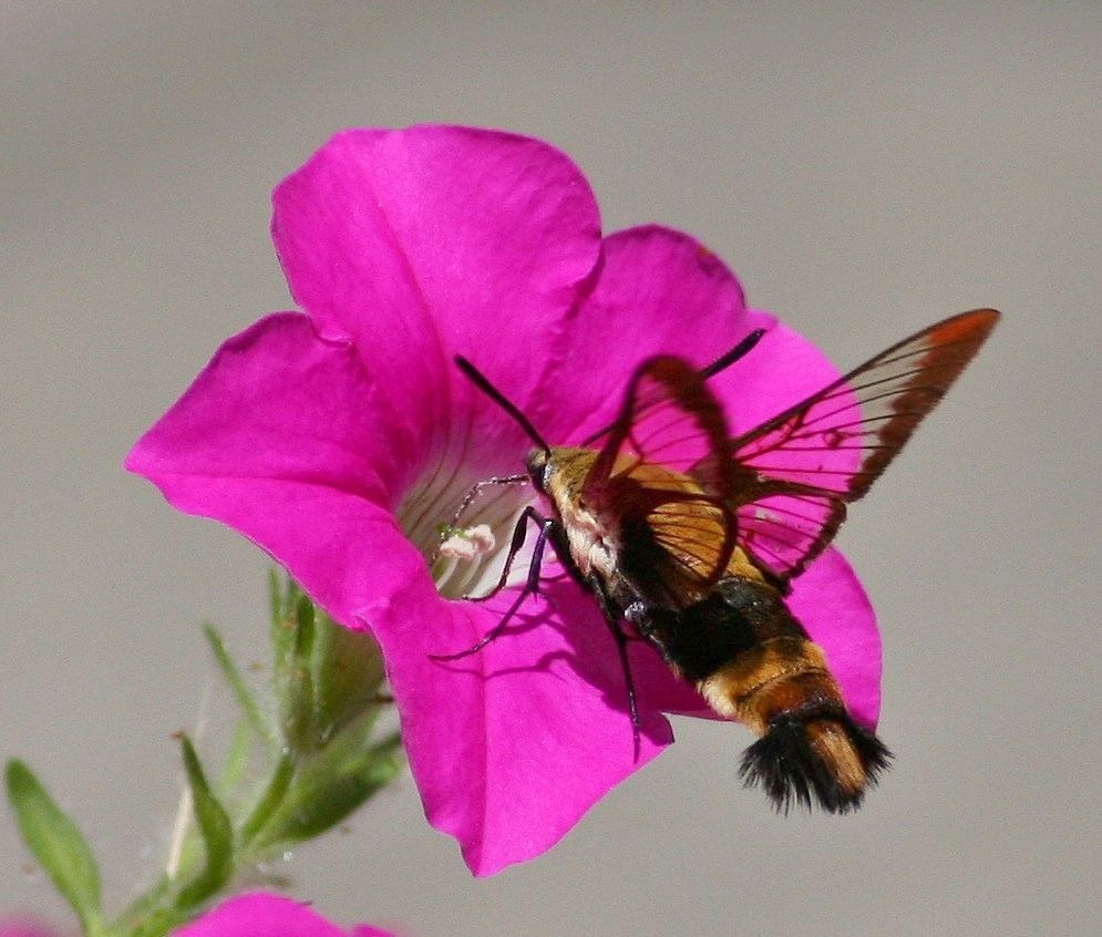 [hummingbird moth2[4].jpg]