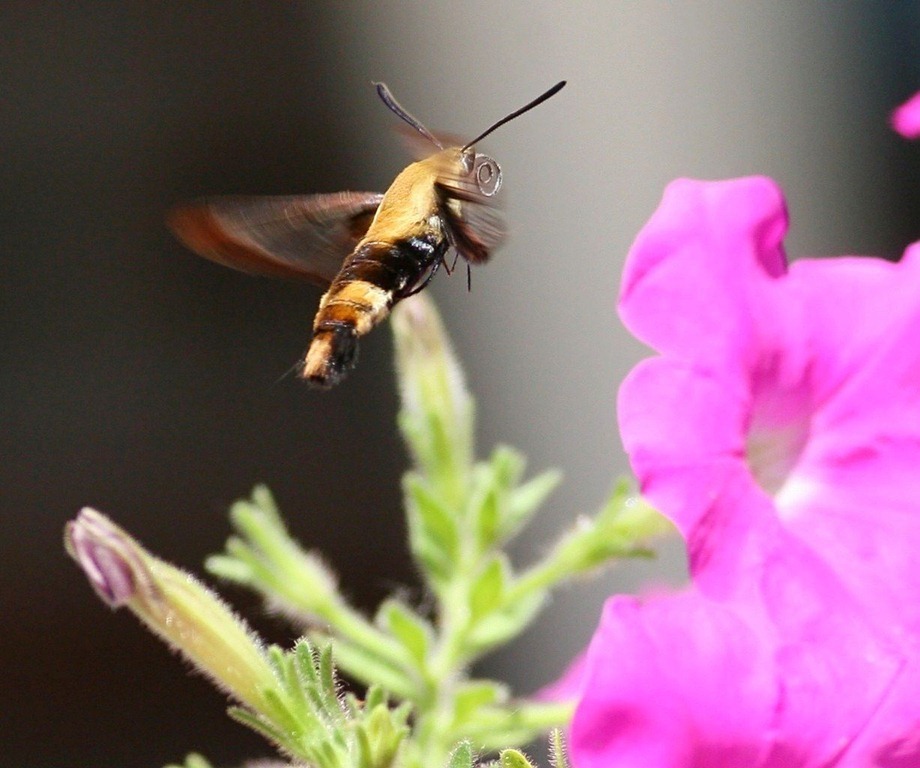 [hummingbird moth3[4].jpg]