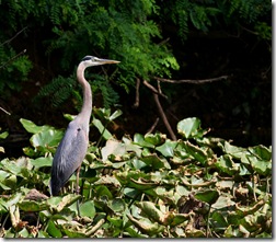 blueheron