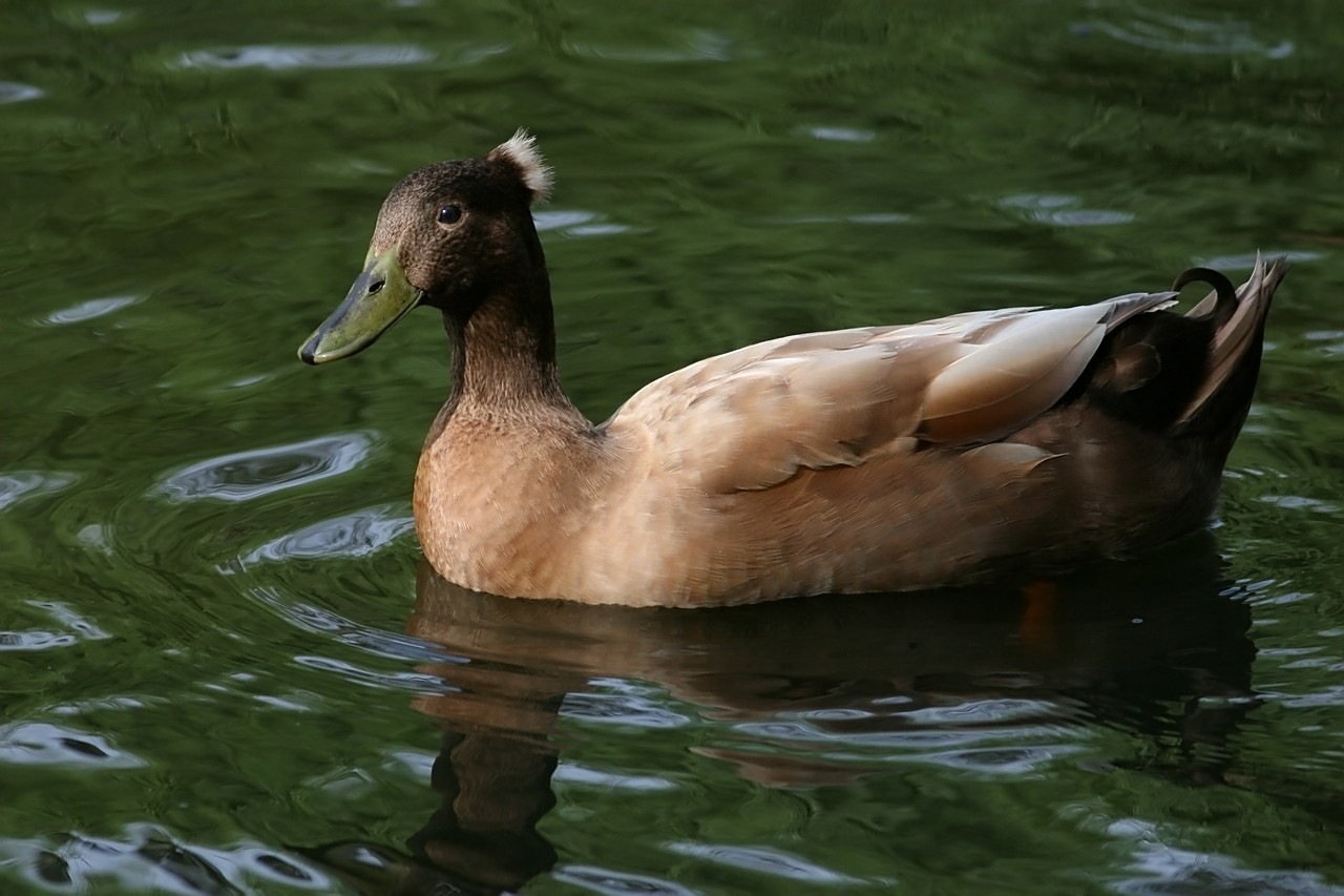[duckbrown[9].jpg]