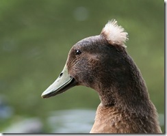 duckhead duckhead
